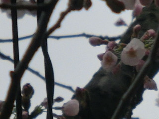 CIMG6485