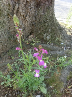CIMG0520