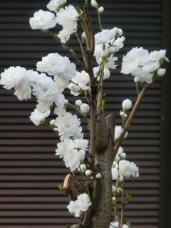 CIMG0247