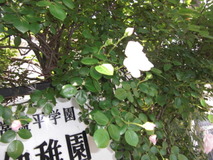 CIMG3644