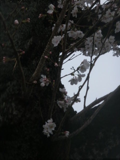 CIMG0229