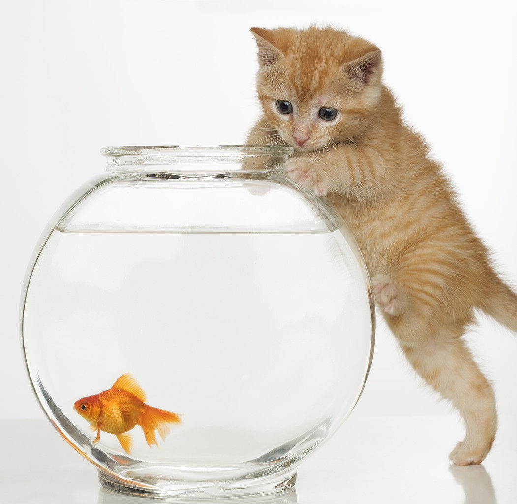 猫と金魚 はナンセンスな面白さだけでは無い らくご はじめのブログ
