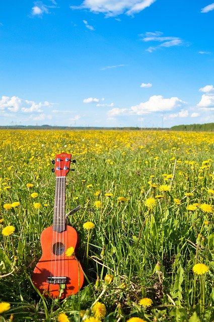 flower-1835567_640