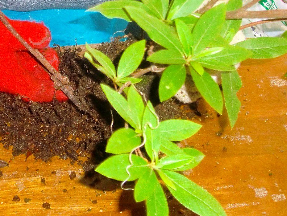 つつじ さつきの植え替え 伊祖自治会 つつじ さつきの植え替え 伊祖自治会