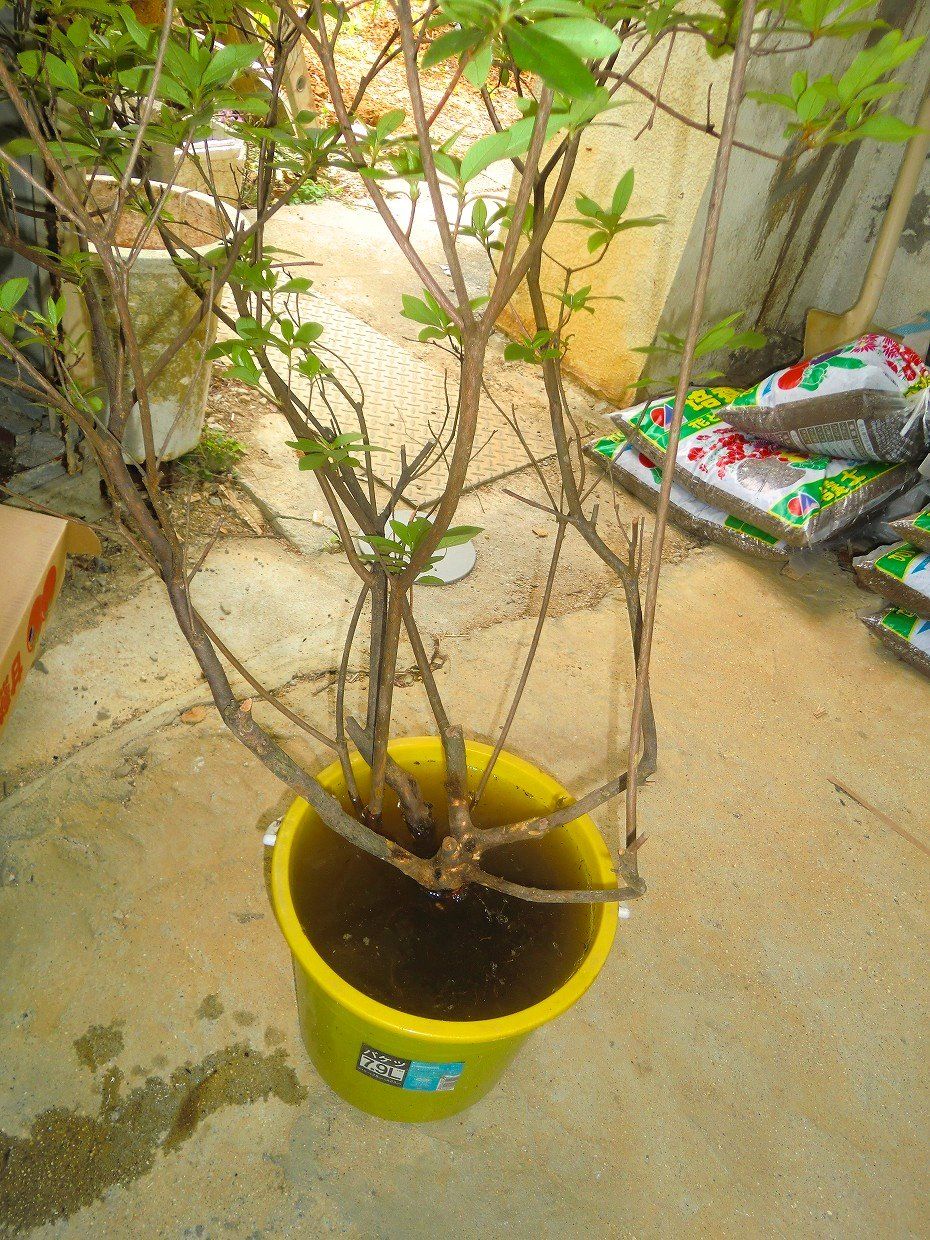 つつじ さつきの植え替え 伊祖自治会 つつじ さつきの植え替え 伊祖自治会