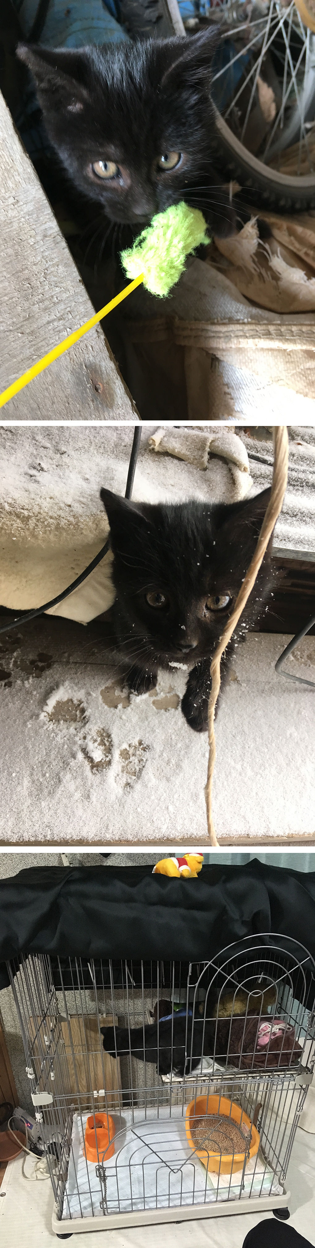 野良から家猫 : ねてもいられない