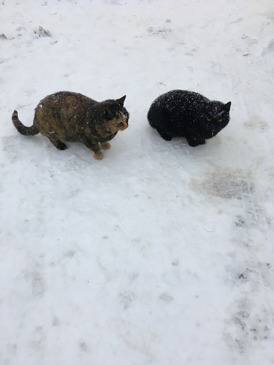 北国の野良猫 ねてもいられない 北国の野良猫 ねてもいられない
