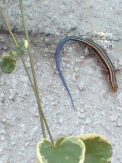 尻尾の青いトカゲ 丘の上の阿呆