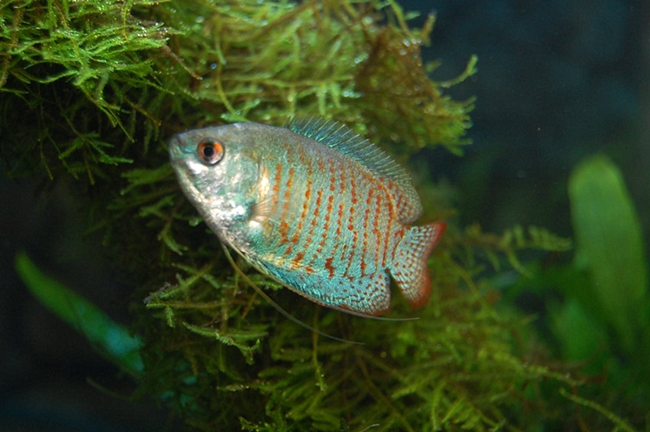 ネオンドワーフグラミー 惣菜日記