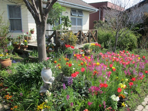 チューリップの庭でハーブティー シネマtaku配便