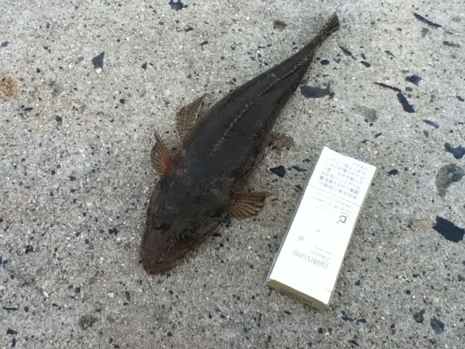 日目 九州 鹿児島県 佐多岬 その2 一水一魚 日目 九州 鹿児島県 佐多岬 その2 一水一魚