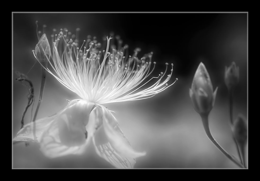 DSC08203Tam90Mac (1)-EditMono