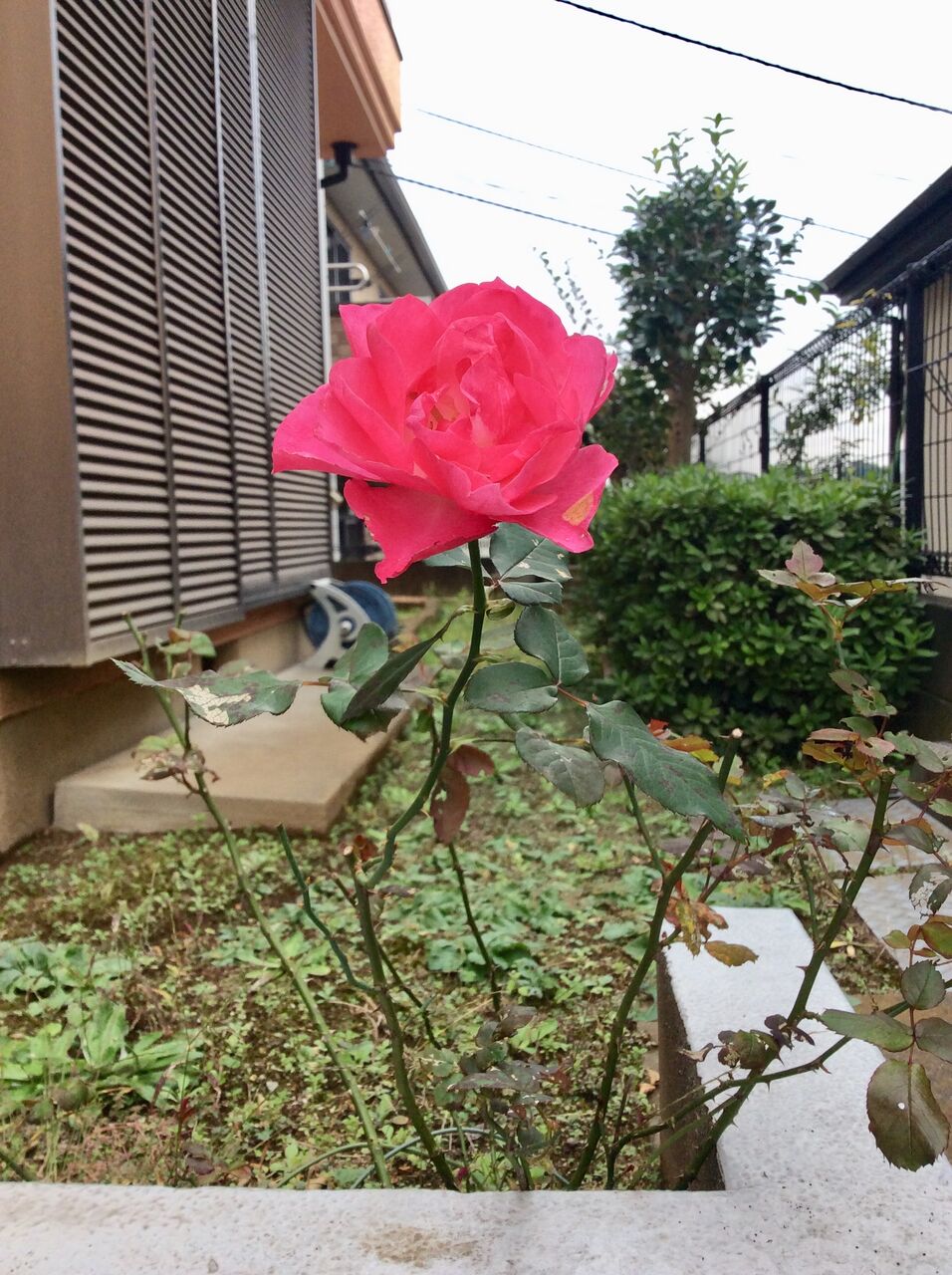 大地に咲く一輪の花 渡辺 格 Life In The Slow Lane 大地に咲く一輪の花 渡辺 格 Life In The Slow Lane