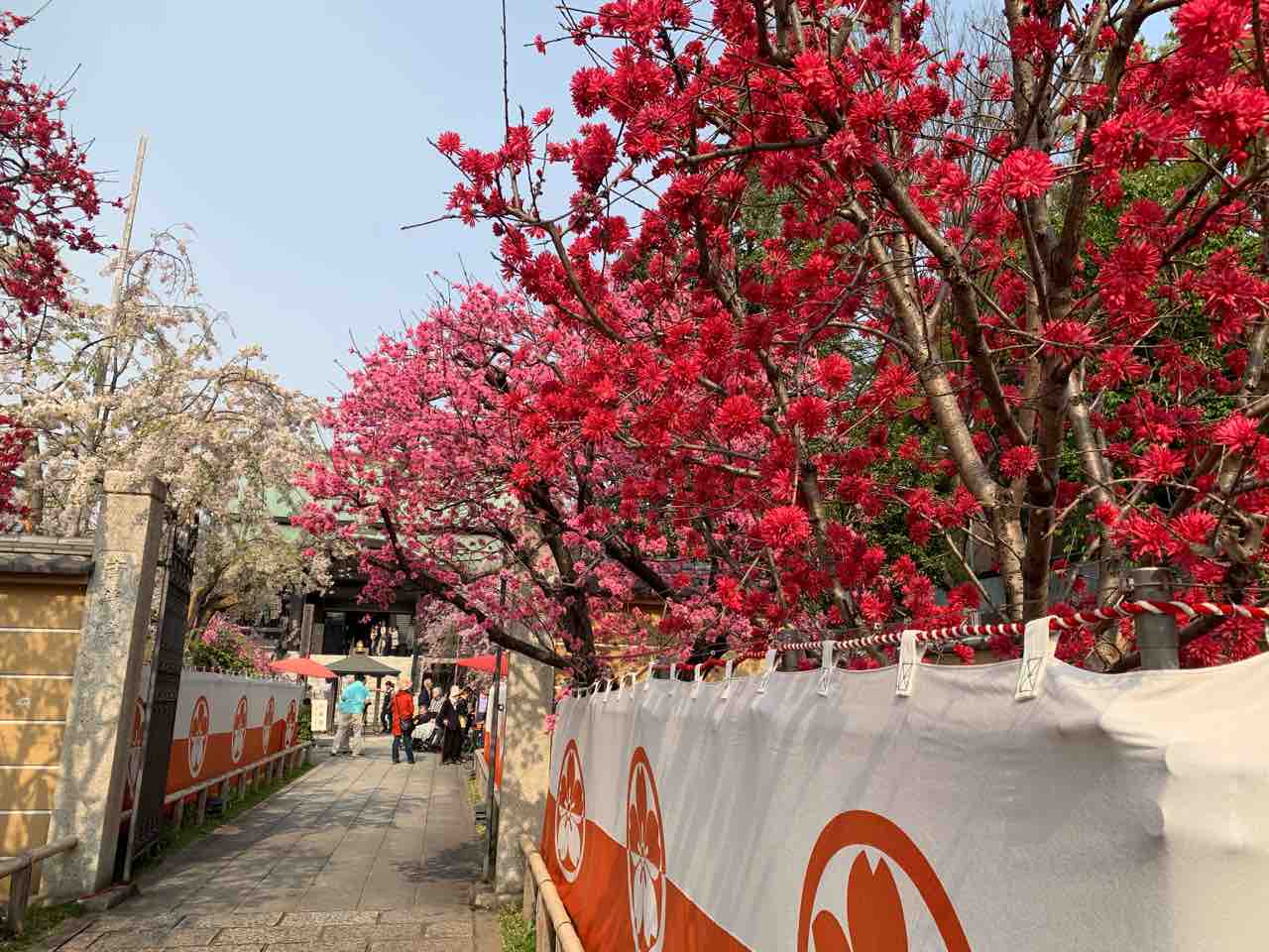 板橋十景 南蔵院 の八重紅枝垂桜が見頃よ ぶんぶくたぬこの板橋調査報告書