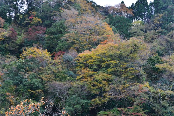 養老渓谷周辺の紅葉最新情報ー小湊鉄道沿線のもみじー 飯給 南市原 里山便り 養老渓谷周辺の紅葉最新情報ー小湊鉄道沿線のもみじー 飯給 南市原 里山便り