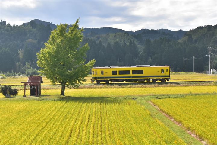 いすみ鉄道小さな祠の銀杏 飯給 南市原 里山便り いすみ鉄道小さな祠の銀杏 飯給 南市原 里山便り
