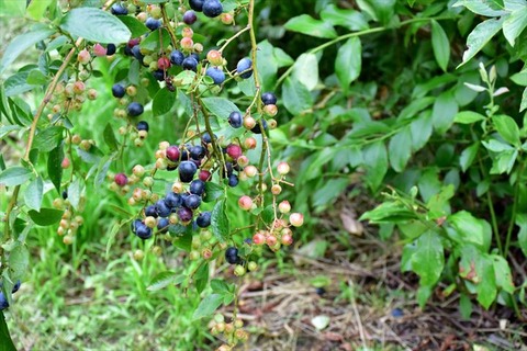 99J_0021_R