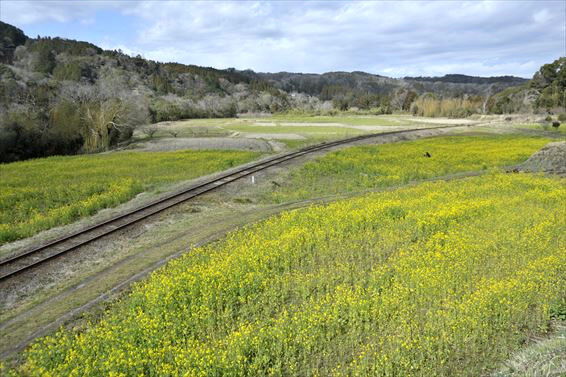 石神菜の花畑3月5日ー小湊鉄道沿線ー 飯給 南市原 里山便り 石神菜の花畑3月5日ー小湊鉄道沿線ー 飯給 南市原 里山便り
