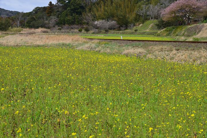 石神の菜の花 養老渓谷駅 大久保駅他ー小湊鉄道沿線ー 飯給 南市原 里山便り