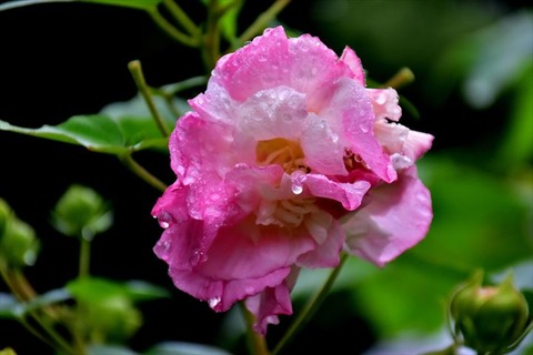99J_2828_R