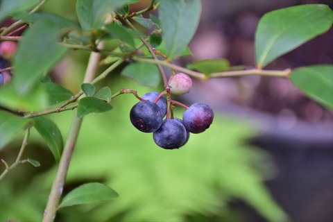 99J_0051_R