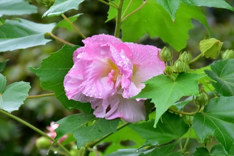 99J_2814_R