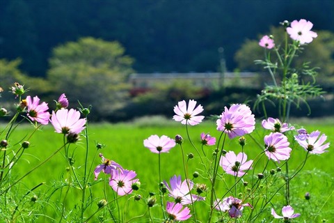 DSC_2179_R
