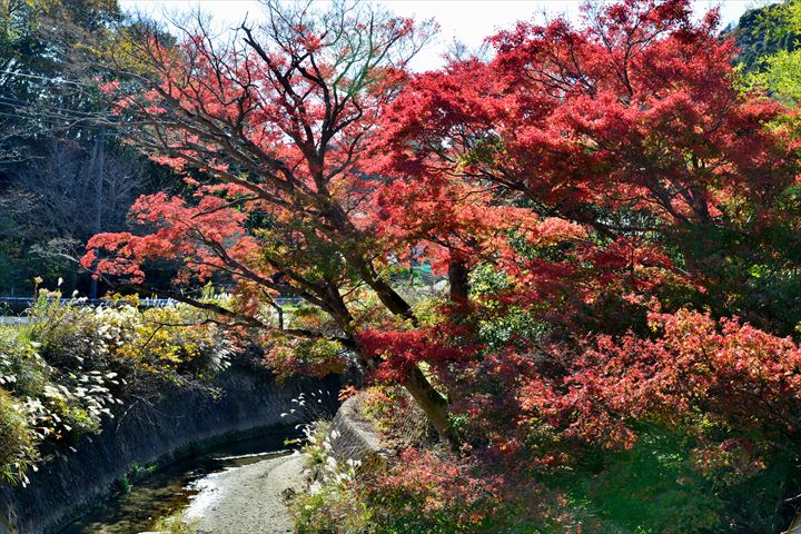 南市原に紅葉始まるー小湊鉄道沿線 市原市柳川地区ー 飯給 南市原 里山便り