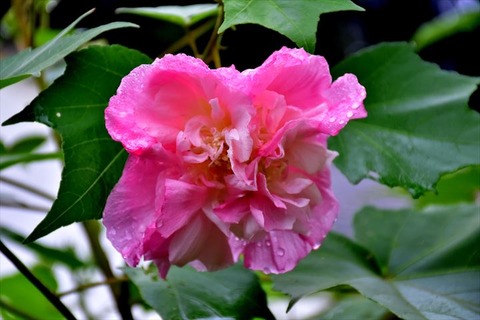 99J_2827_R