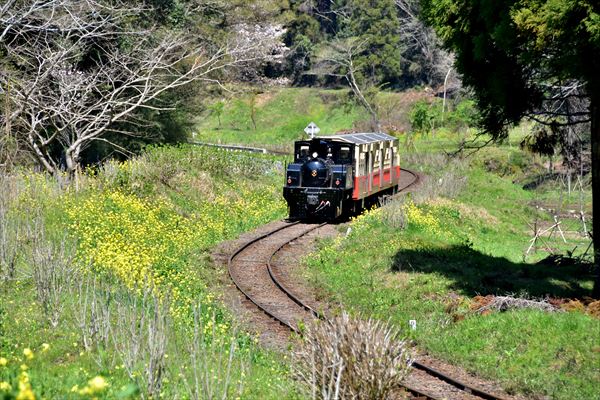 久しぶりの陽光に輝く桜ー4月2日の小湊鉄道沿線ー 飯給 南市原 里山便り 久しぶりの陽光に輝く桜ー4月2日の小湊鉄道沿線ー 飯給 南市原 里山便り