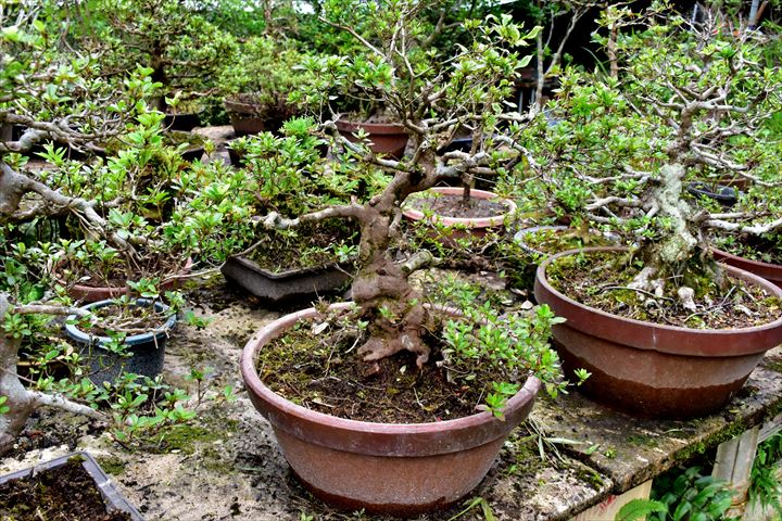 閑話休題ー盆栽再生ー 飯給 南市原 里山便り