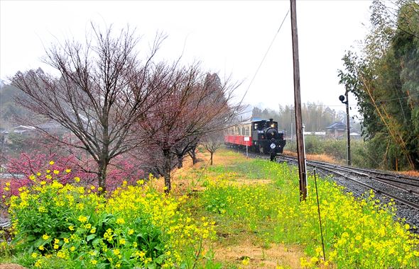 小雨の石神菜の花畑ートロッコ列車が行くー 飯給 南市原 里山便り