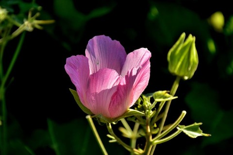 99J_0215_R