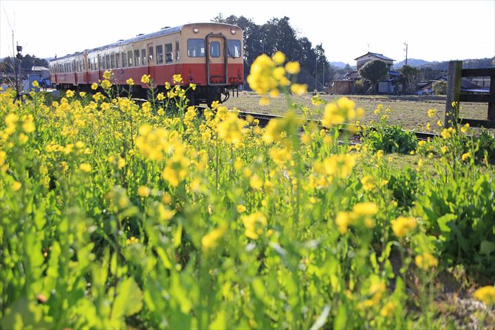 小湊鉄道の菜の花 飯給 南市原 里山便り 小湊鉄道の菜の花 飯給 南市原 里山便り