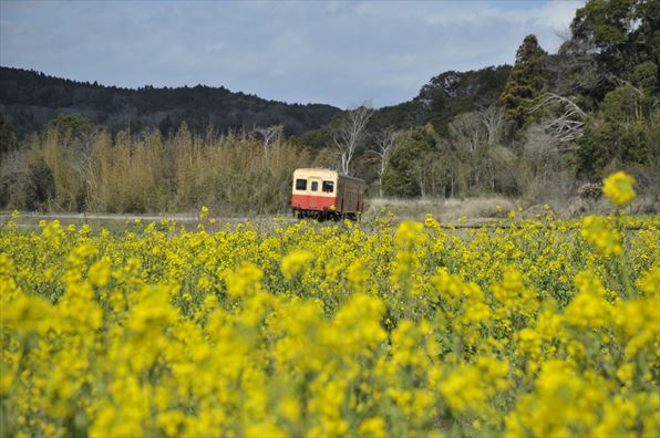 石神菜の花畑3月5日ー小湊鉄道沿線ー 飯給 南市原 里山便り 石神菜の花畑3月5日ー小湊鉄道沿線ー 飯給 南市原 里山便り