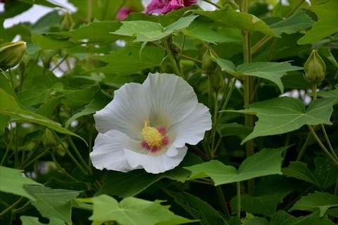 99J_0195_R