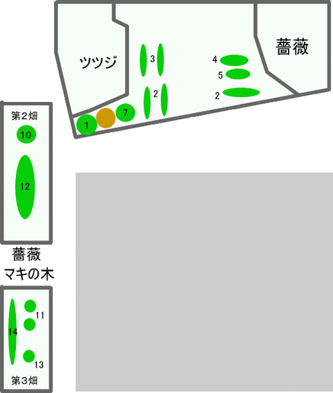 Wild Speculation Itagakism 家計画と家庭菜園の記録 イタリアンパセリ