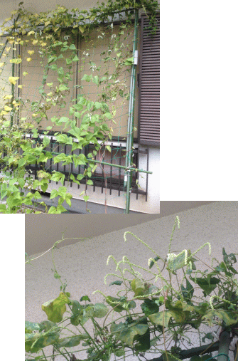 ナス撤去 アサガオの種採取 春菊の種まき 家庭菜園プロジェクト第335話 Wild Speculation Itagakism 家計画と家庭菜園の記録