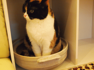 猫カフェにゃんこ 沼津 その３ Wild Speculation Itagakism 家計画と家庭菜園の記録