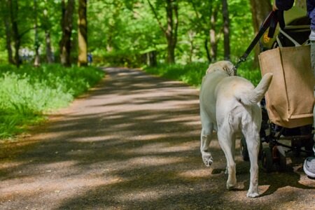 【速報】「となりのトトロ」のネコバスをイメージした車両　運行初日に盲導犬を連れた利用者の乗車を断る