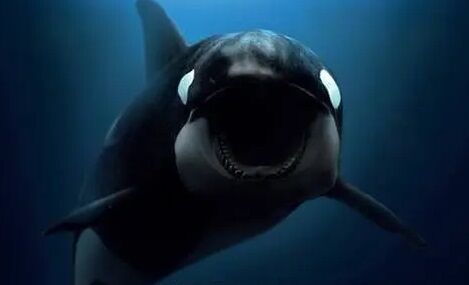 外国人「シャチがクジラの赤ちゃんを育ててるぞ！」→微笑ましいエピソードかと思いきや恐ろしい事実が明らかに・・・