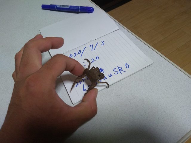 45ESMbDl