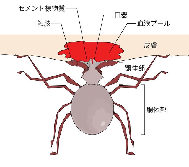 ZgwQU5Ml
