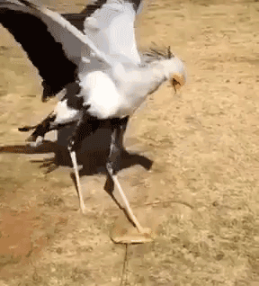 196