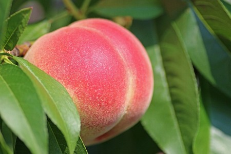 peach-g76461b64b_640