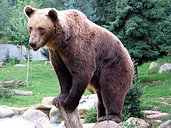 250px-Ours_brun_parcanimalierpyrenees_1