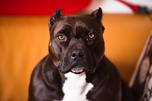 yohan-cho-rRVvRaugHLE-unsplash