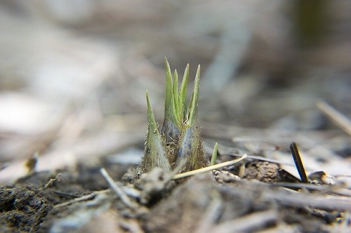 bamboo-shoots-2379725_640