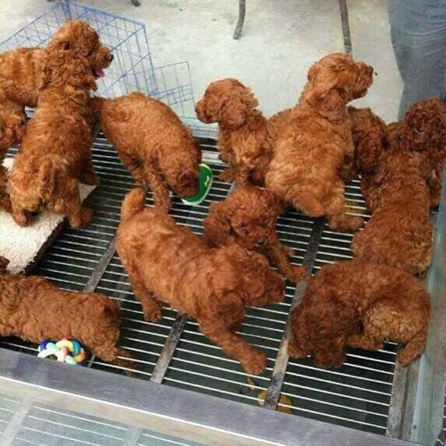 477