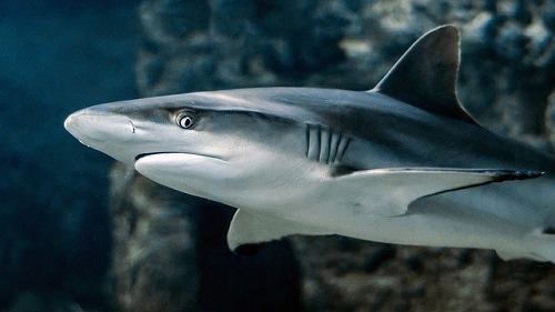 shark-g2127b45eb_640